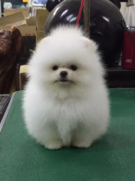 cuccioli di spitz pomerania taglia mini