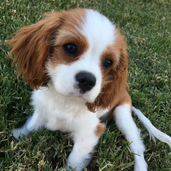 regalo cuccioli cavalier king charles