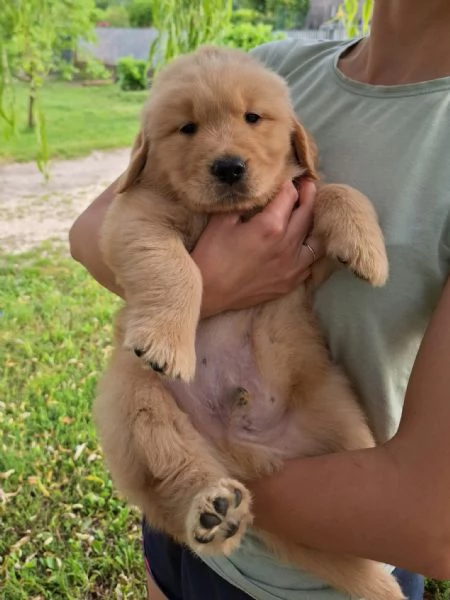 Golden retriever americani con pedigree  | Foto 6