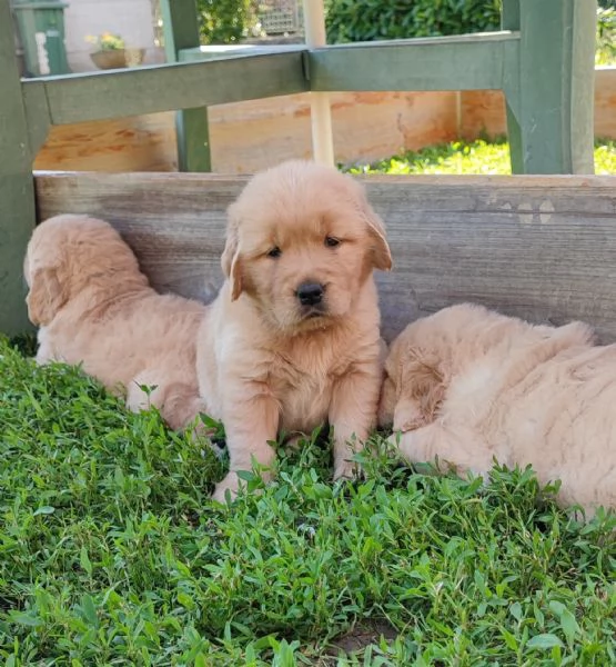 Golden retriever americani con pedigree  | Foto 4