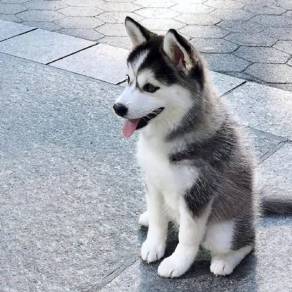 regalo siberian husky con pedigree consegna con : libretto sanitario, vaccini certificati dal veteri