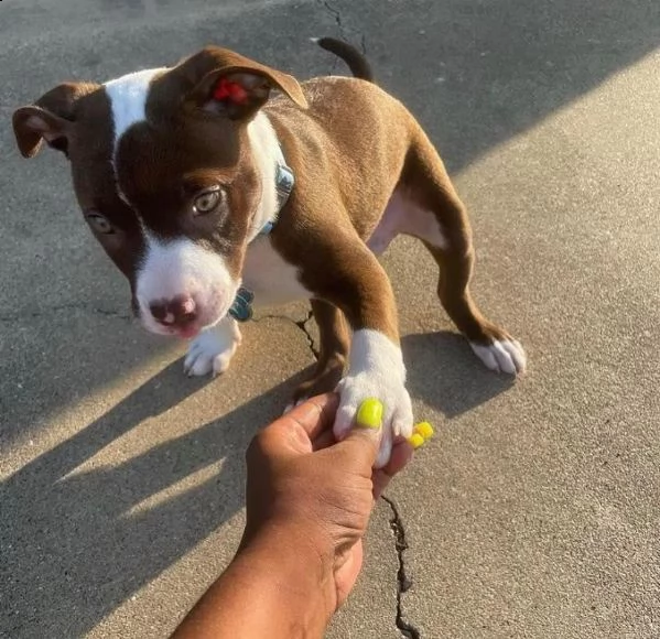 cuccioli di american pit bull terrier