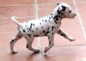 adorabili cuccioli di dalmata