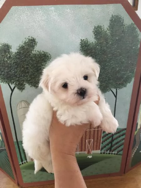 bellissimi cuccioli di maltese | Foto 0