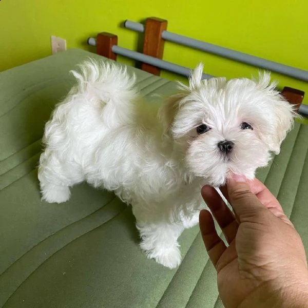 cuccioli di razza maltese tre mesi