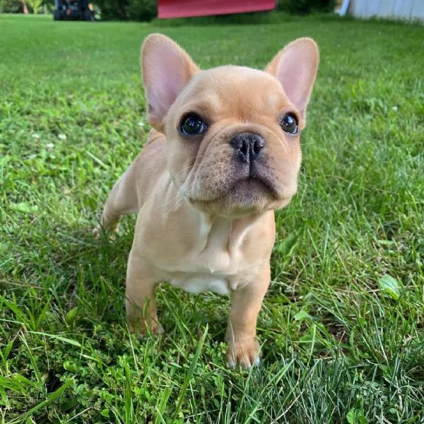 bellissimi cuccioli di bulldog francese