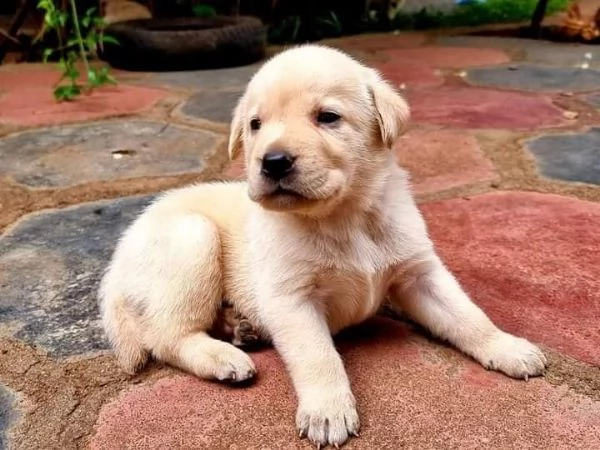 cuccioli di labrador retriever addestrati a casa