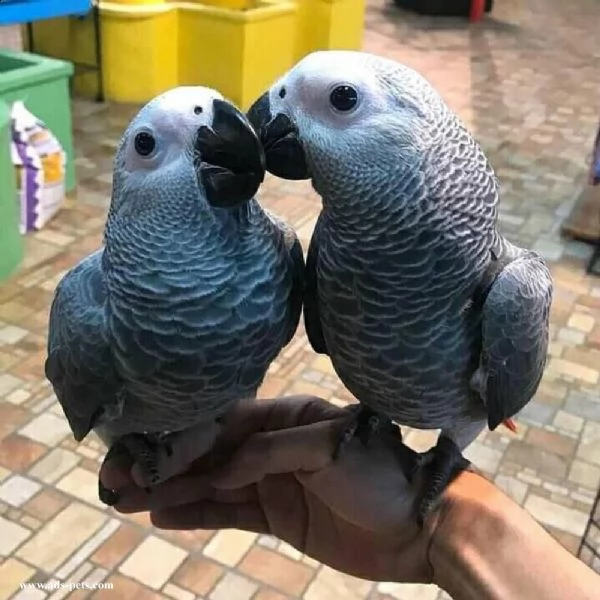 bellissimo baby congo grigio africano in vendita