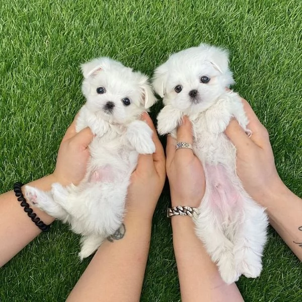 bellissimi cuccioli di maltese