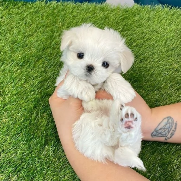 bellissimi cuccioli di maltese | Foto 0