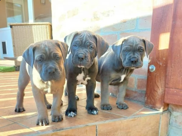 cuccioli di cane corso