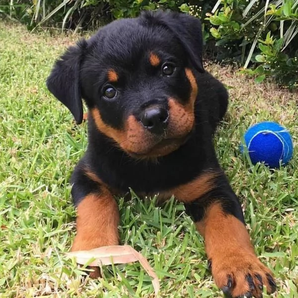 cuccioli di rottweiler ben addestrati in adozione