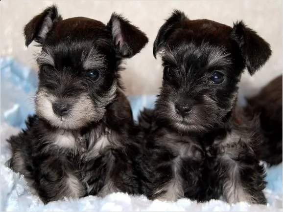 vendo cuccioli di schnauzer