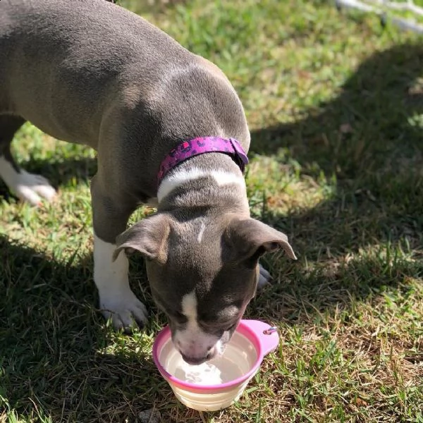 vendo cuccioli di amstaff