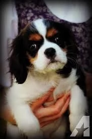 cucciolo di cavalier king tenerissimi intrigantissimi e buonissimi di 70 giorni sia maschi che femmi