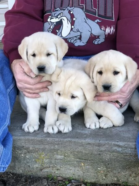 regalo cuccioli labrador .