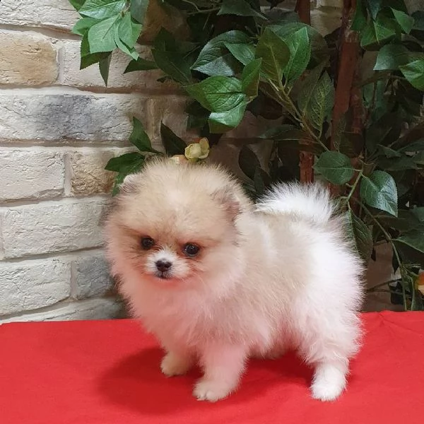 i nostri bambini pomeranian boo | Foto 2