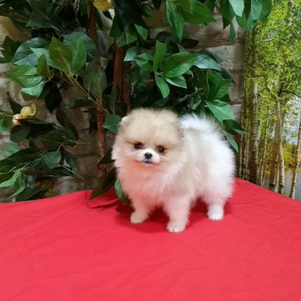 i nostri bambini pomeranian boo