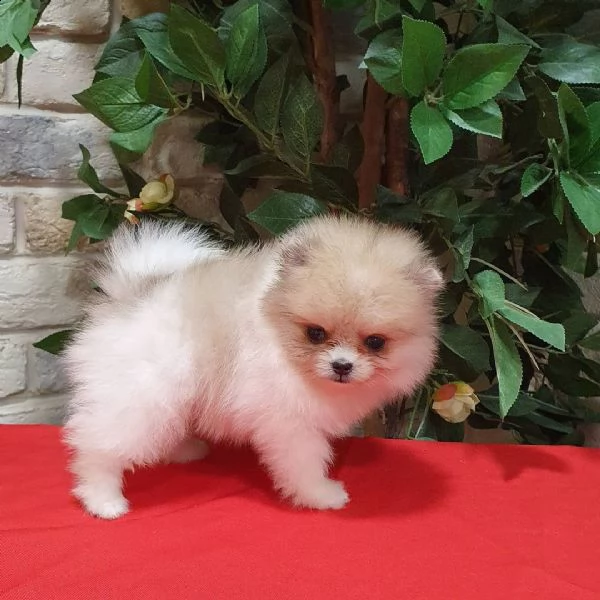 i nostri bambini pomeranian boo | Foto 1