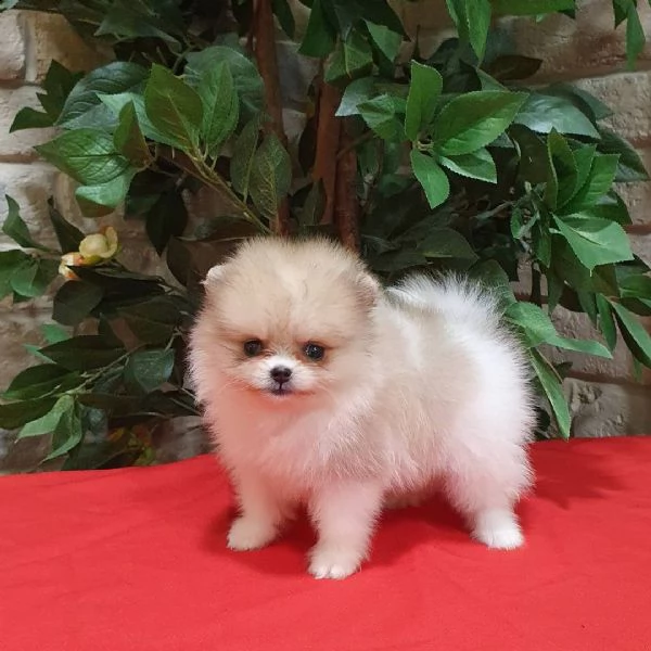 i nostri bambini pomeranian boo | Foto 0