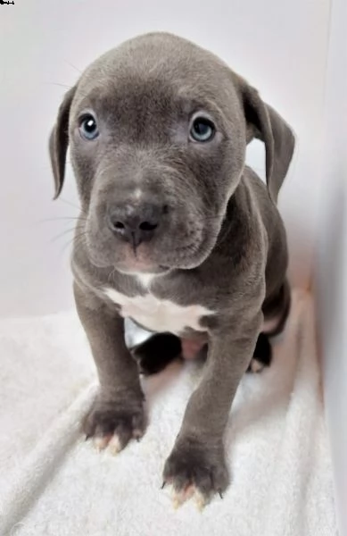 regalo cuccioli di pitbull 