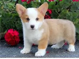 cucciolo di welsh corgi tenerissimi intrigantissimi e buonissimi di 70 giorni sia maschi che femmina