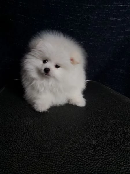  regalo pomerania cuccioli (maschio e femmina)