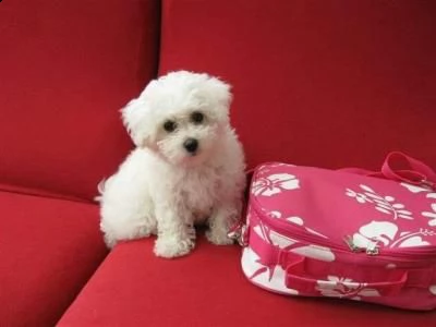 email : arwenbrades10[at]gmail[.com] offro in adozione cucciolo 2 bichon maltaise cuccioli disponibile pe