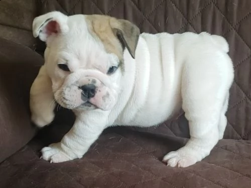 regalo bulldog inglese cuccioli con pedigree 