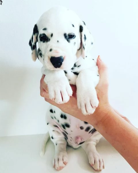 cuccioli dalmata per l'adozione