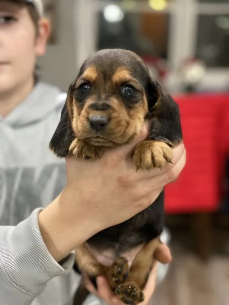 regalo adorabili cuccioli  basset hound femminucce e maschietti gratuita