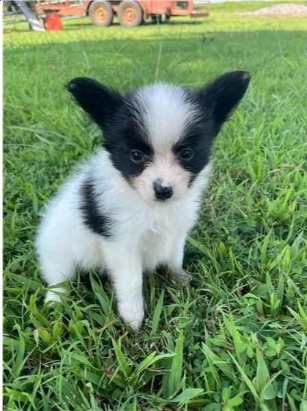 adorabili cuccioli di papillon messi in adozione