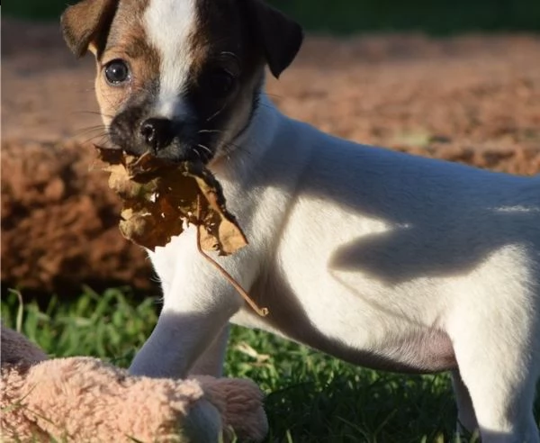 adorabili cuccioli di jack russell messi in adozione