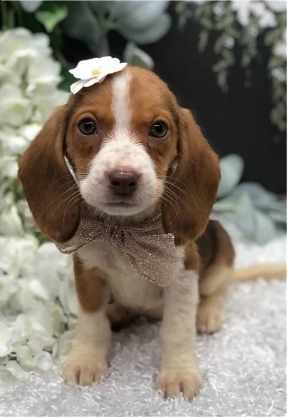 cuccioli di beagle bellissimi cuccioli di beagle tricolore. 