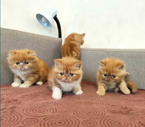 bellissimi gattini adorabili gattini persiani. .