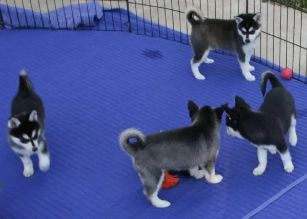 cuccioli di siberian husky registrati akc