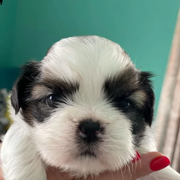 regalo cuccioli shih tzu avente : primi vaccini, passaporto, libretto sanitario, microchip. possibil