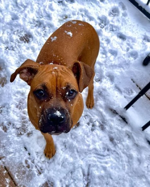 regalo estremamente carino cuccioli di boxer per l'adozione sono a casa sollevati e vasino addestrat