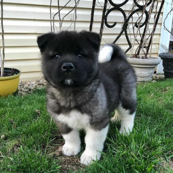 regalo akita cuccioli meravigliosi ! nati in casa da nostri esemplari ipertipici carattere ottimo ad