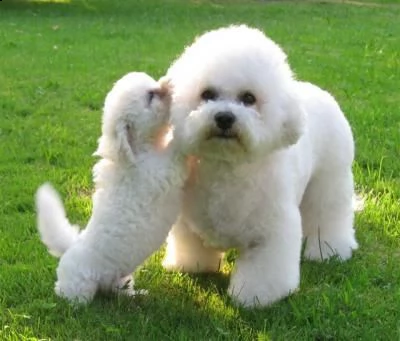 adorabili cuccioli di bichon frise femminucce e maschietti disponibili per l'adozione gratuita i cuc