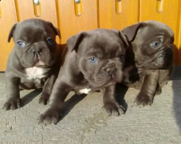 splendidi cuccioli bouledogue francese 