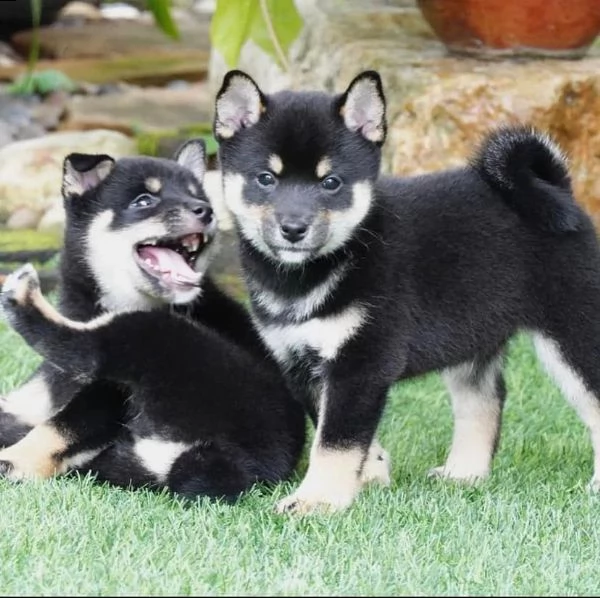 i cuccioli di shiba inu sono affettuosi