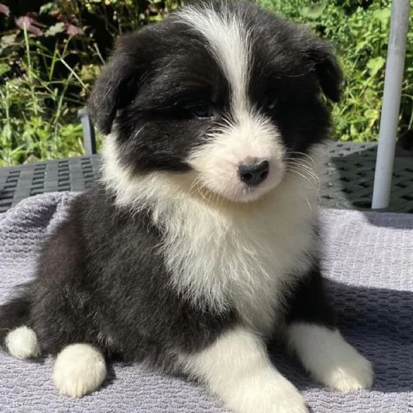 adorabili cuccioli di border collie  pronti per l'adozione