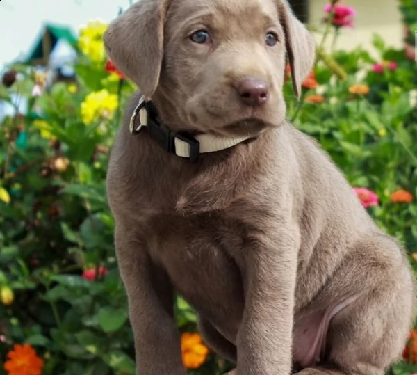 labrador james abbiamo dei bellissimi cuccioli che sono stati entrambi completamente testati per la 