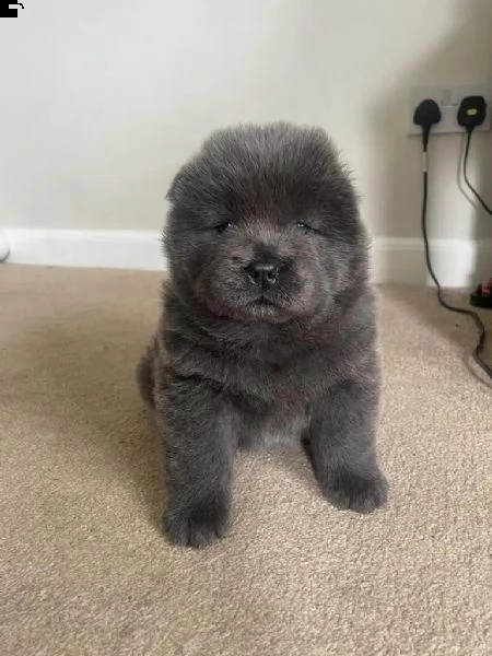  regalo bianchi cuccioli di chow chow 