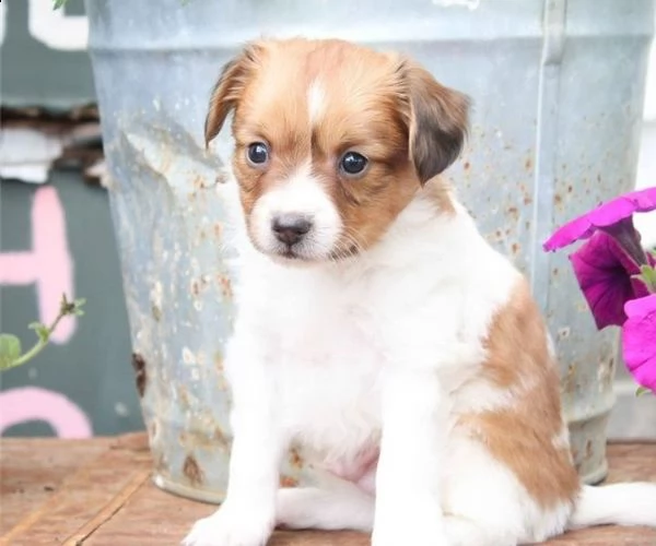 adorabili cuccioli di papillon messi in adozione