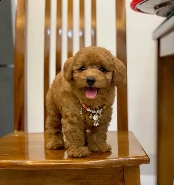 cuccioli di barboncini  taglia piccola