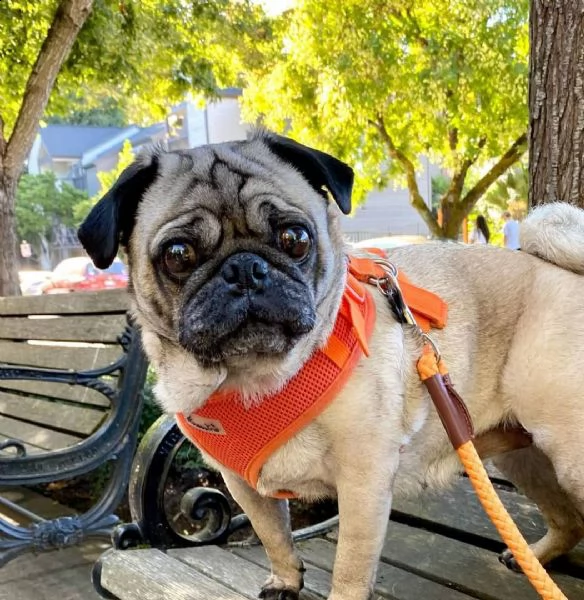 adorabili cuccioli di carlino messi in adozione, sono gabbie domestiche aggiornate sullo scatto, int