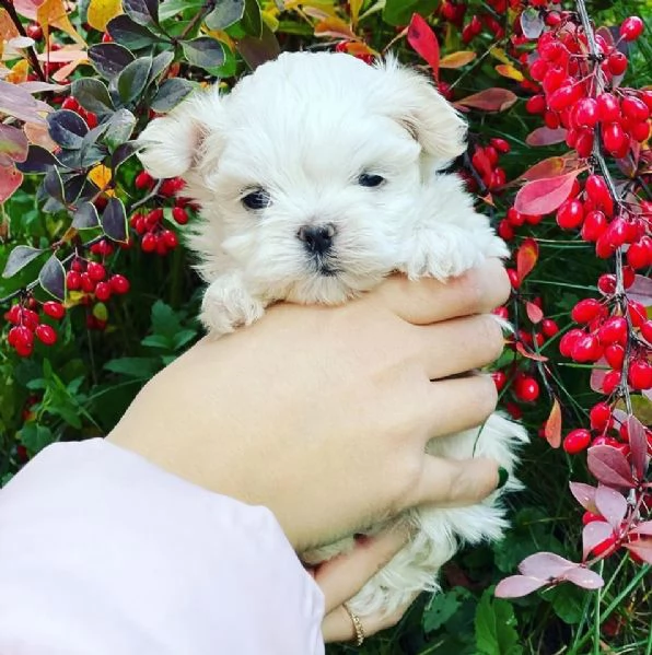 maltese maschio e femmina | Foto 0