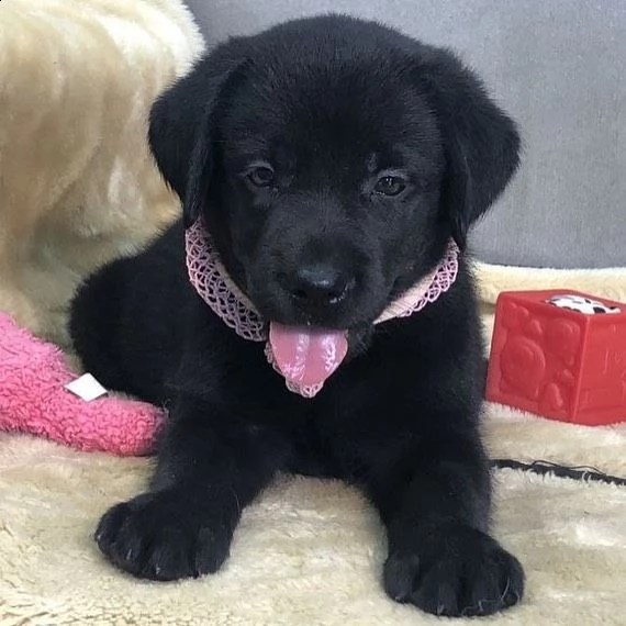 simpatici cuccioli di labrador retriever in adozione